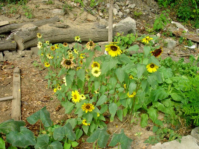 ProspectFarm2010_Sept03