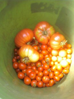 bucket of tomatoes