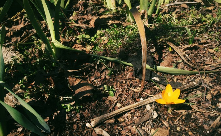 First crocus