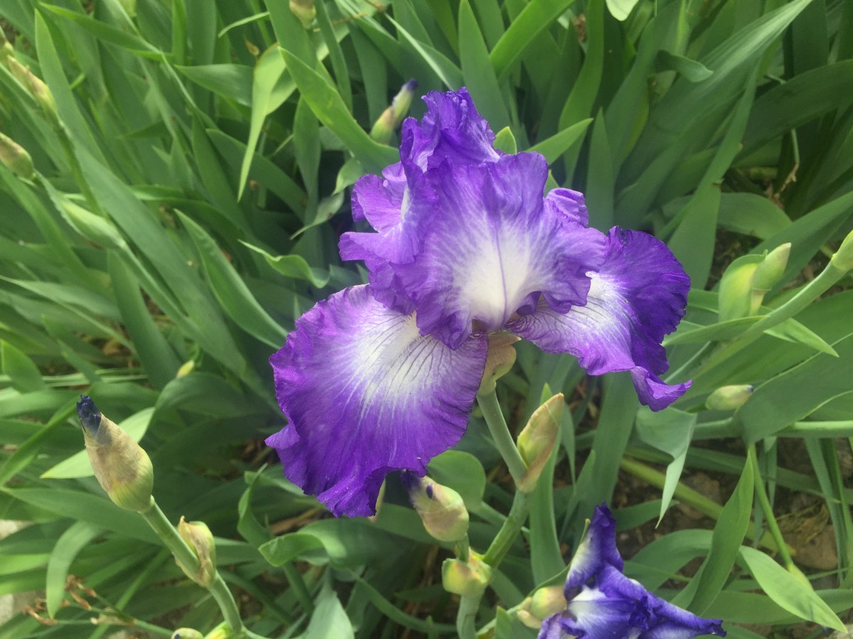 Iris in bloom