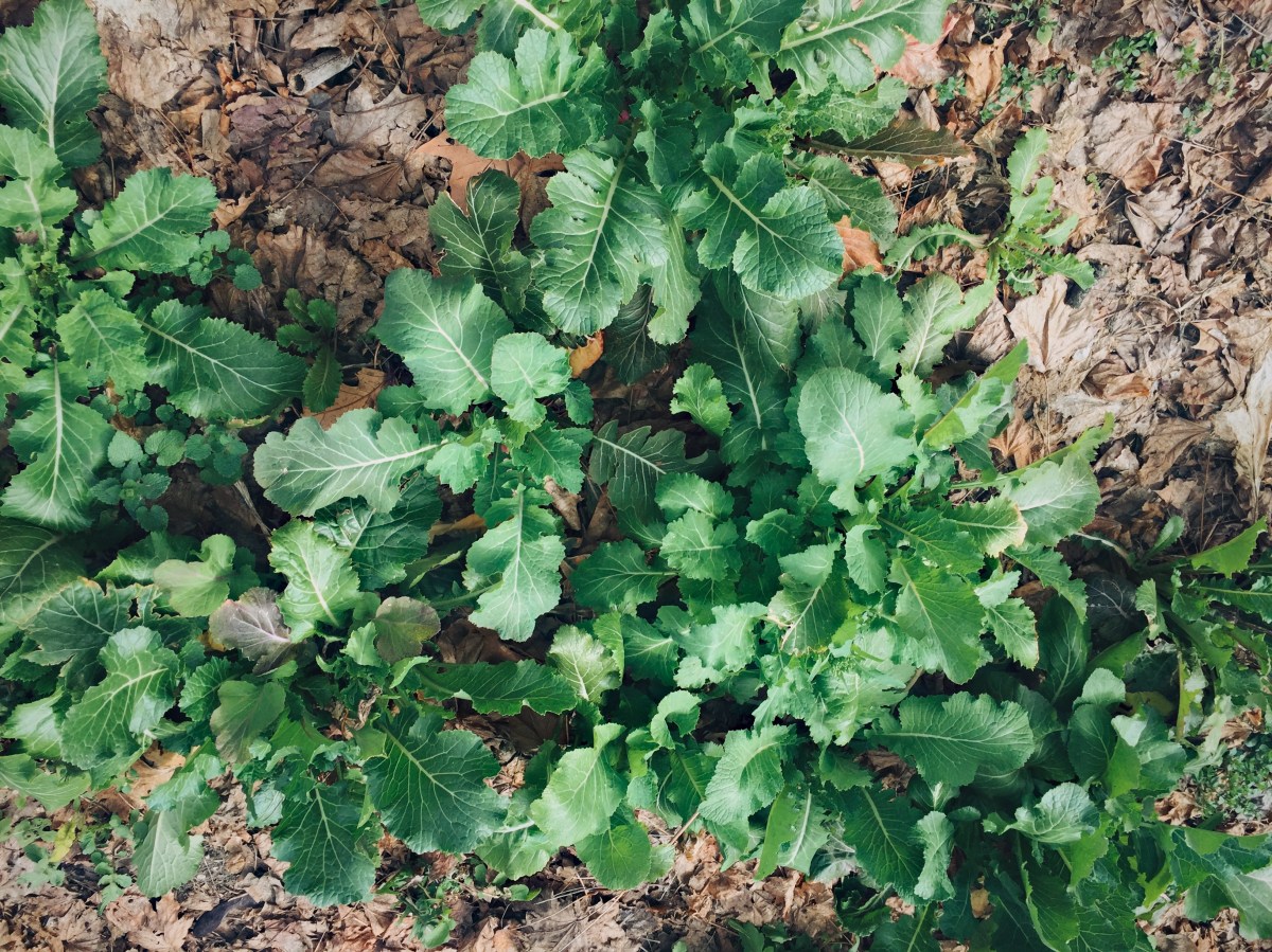 Collards still green