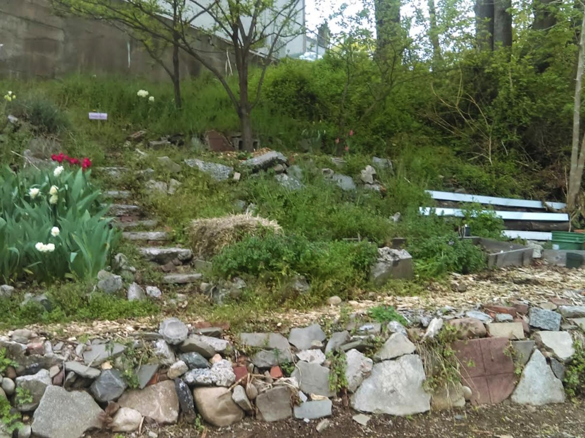 Spring greens on the hill