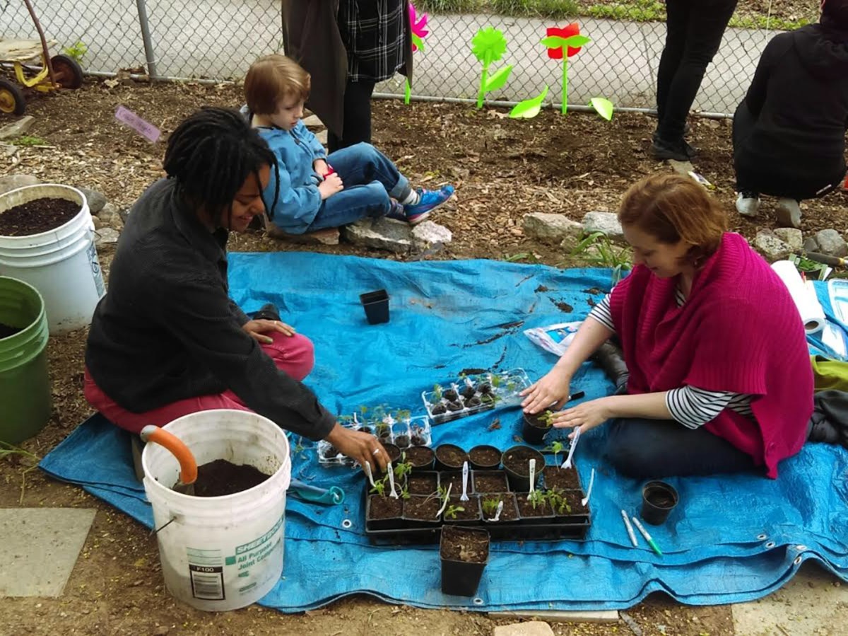 Repotting tomato starts