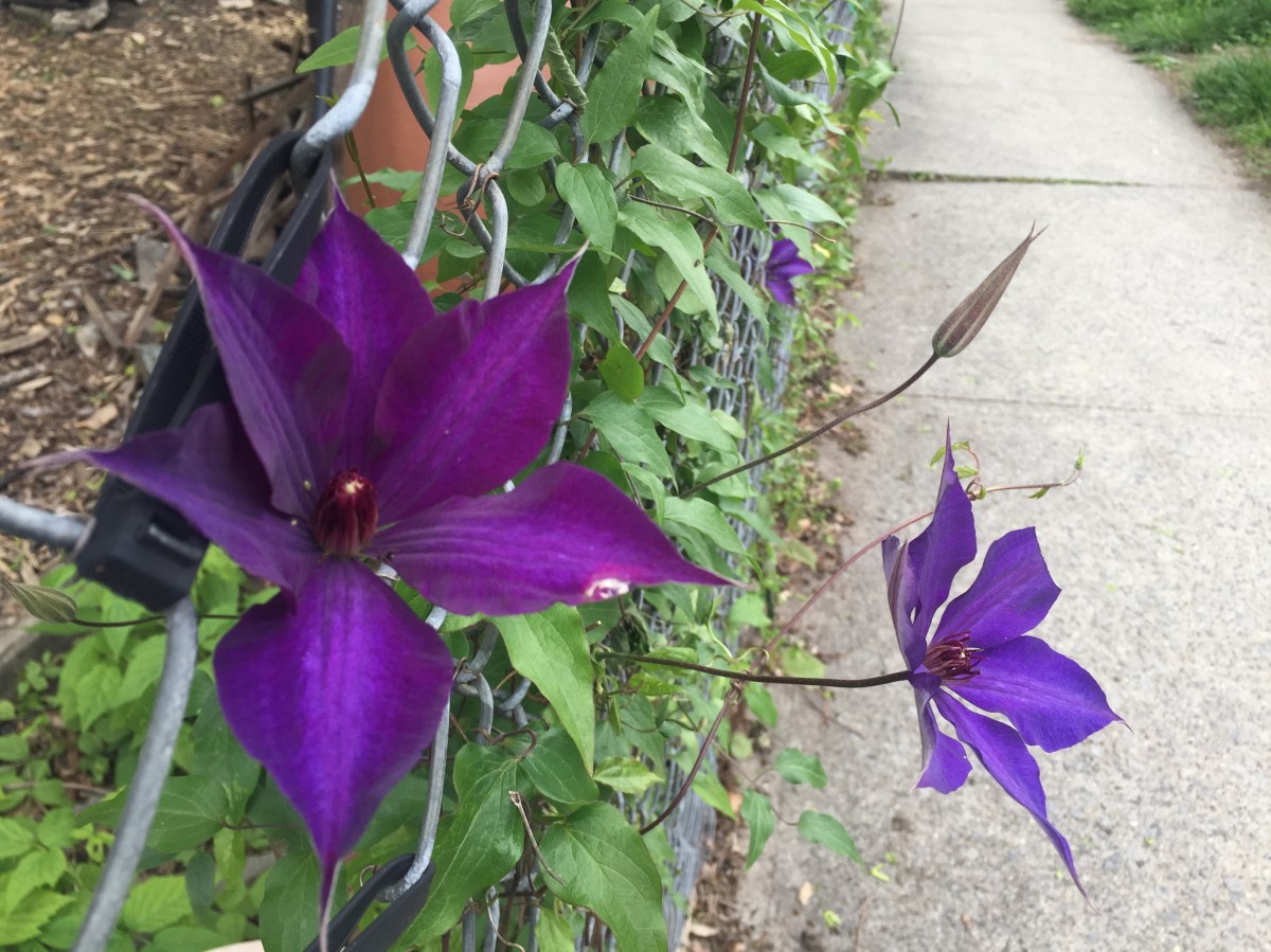 clematis on the fence