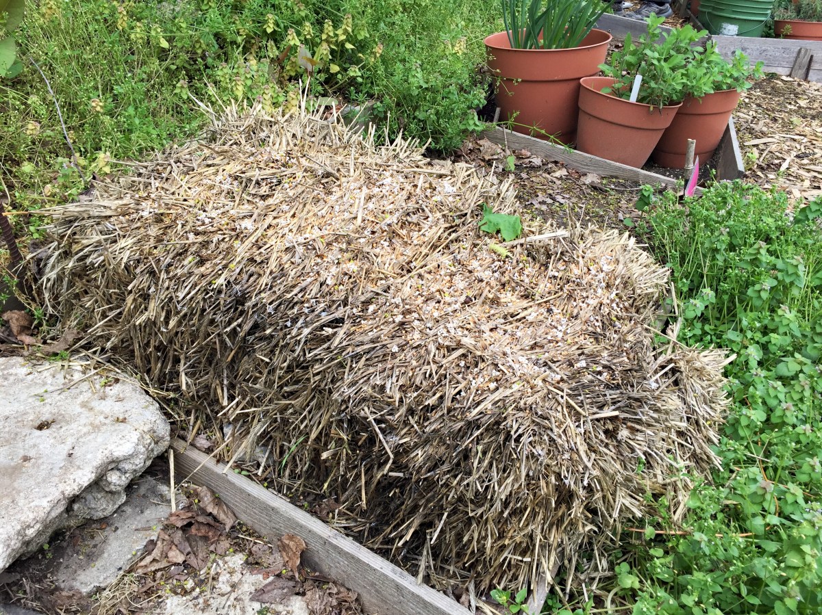 Strawbale for watermelons