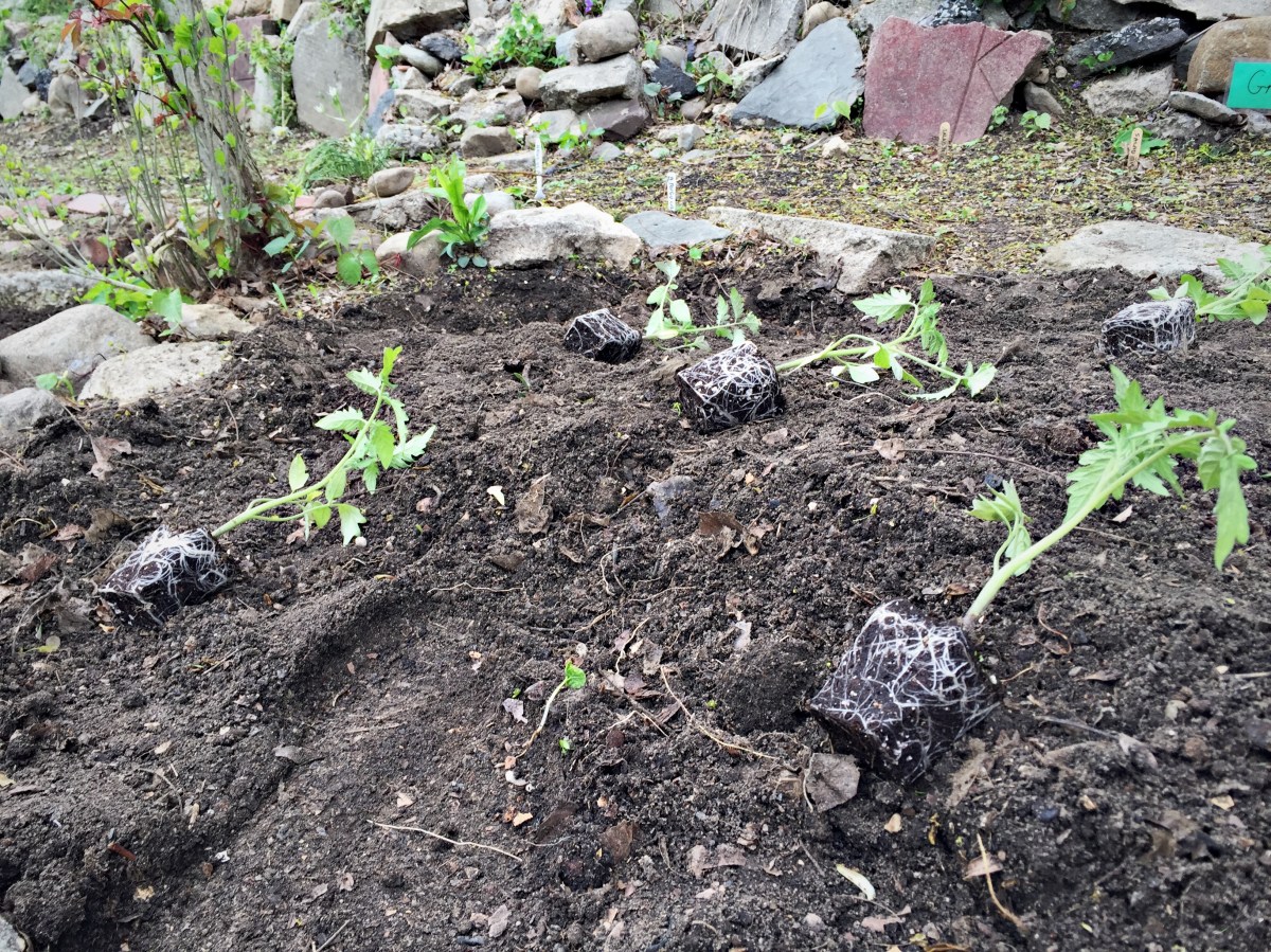 Plotting out tomatoe seedlings