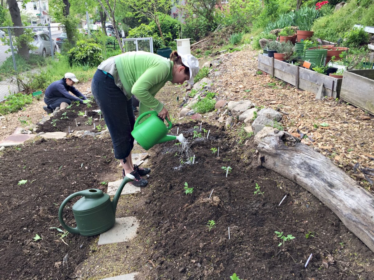 Watering freshly planted tomatoes