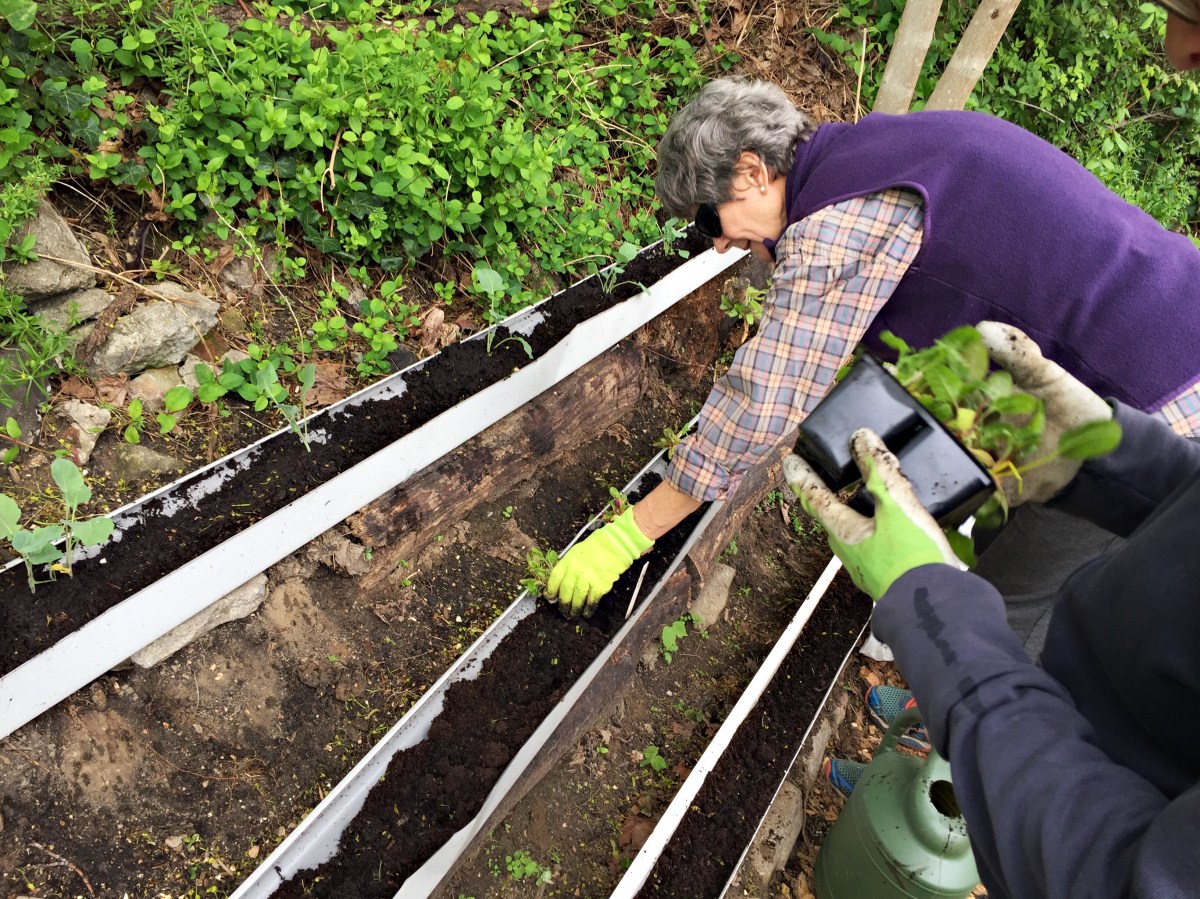 Planting greens into gutters