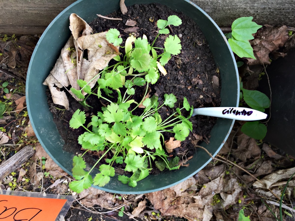 Cilantro