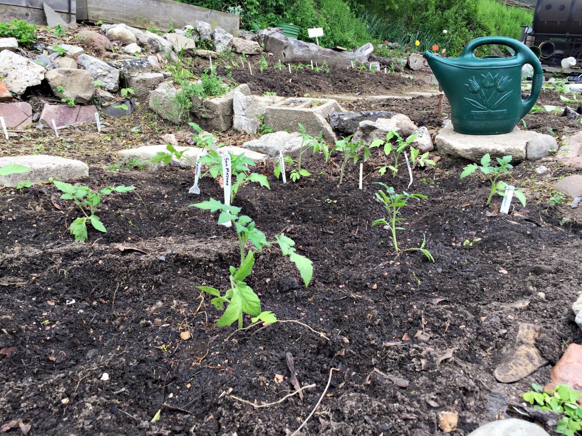 Tomato seedlings planted