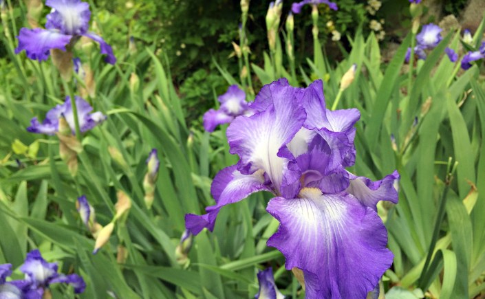 irises have exploded