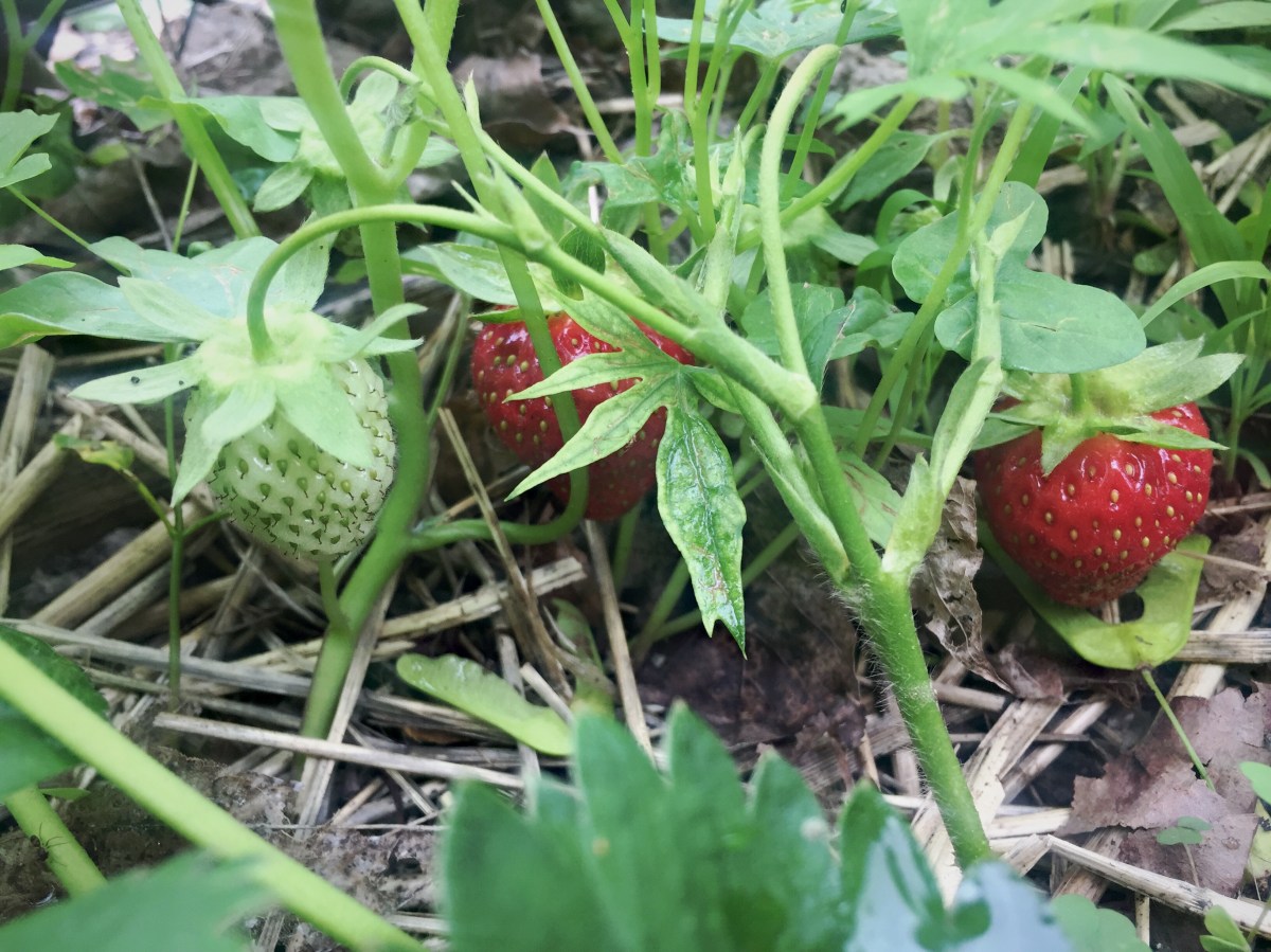 Ripe strawberries