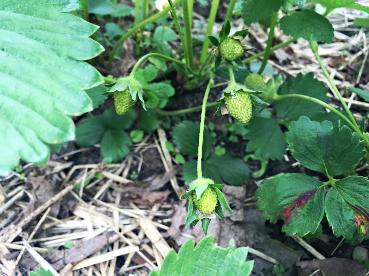 lots of little fruits!