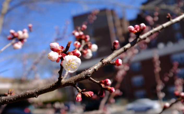 Fruit tree blooming