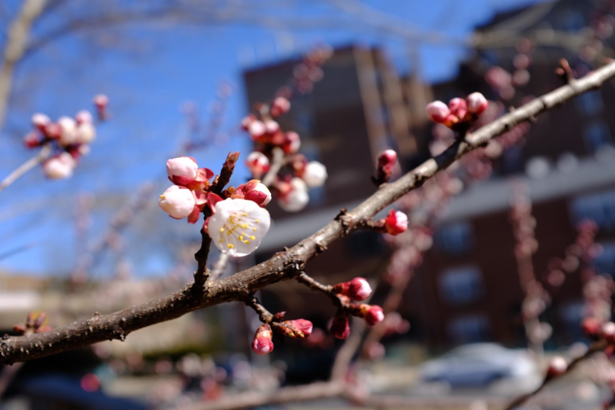 Fruit tree blooming