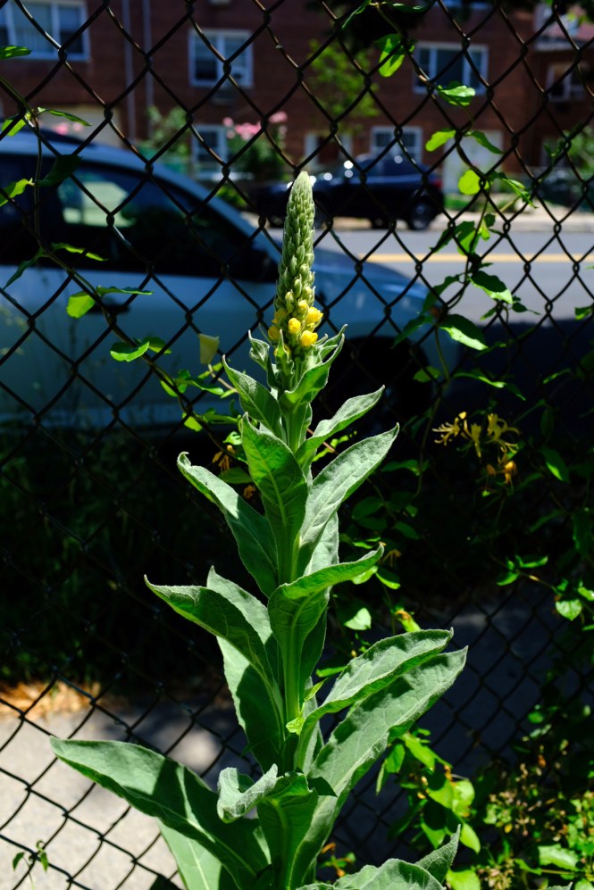 Mullein
