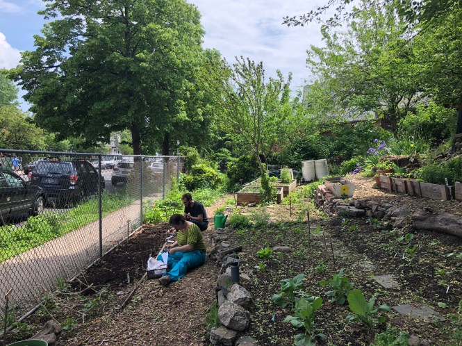 Planting two weeks ago